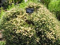 Cytise herisson - Erinacea Anthyllis (fam. Papilionacees) (01) (Photo F. Mrugala)